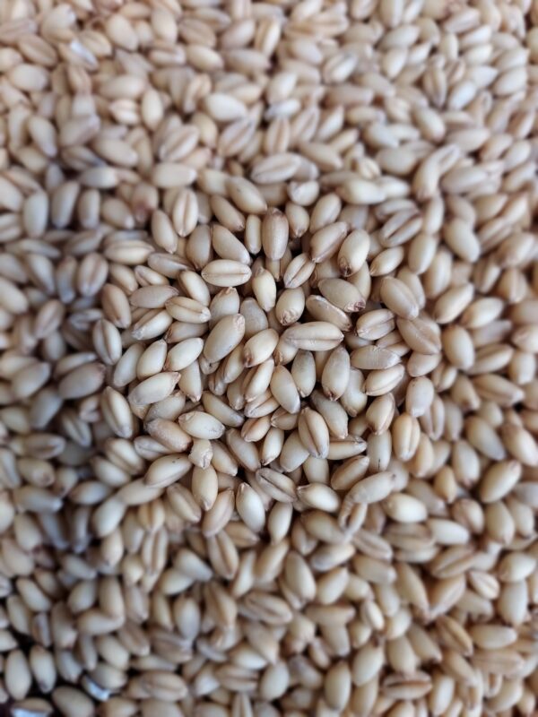 Alpowa Soft White Wheat Berries