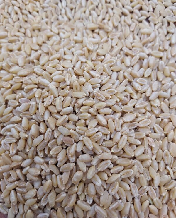 Edison Hard White Wheat Berries (10 lbs) - Image 2