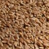 Yecora Rojo Wheat Berries