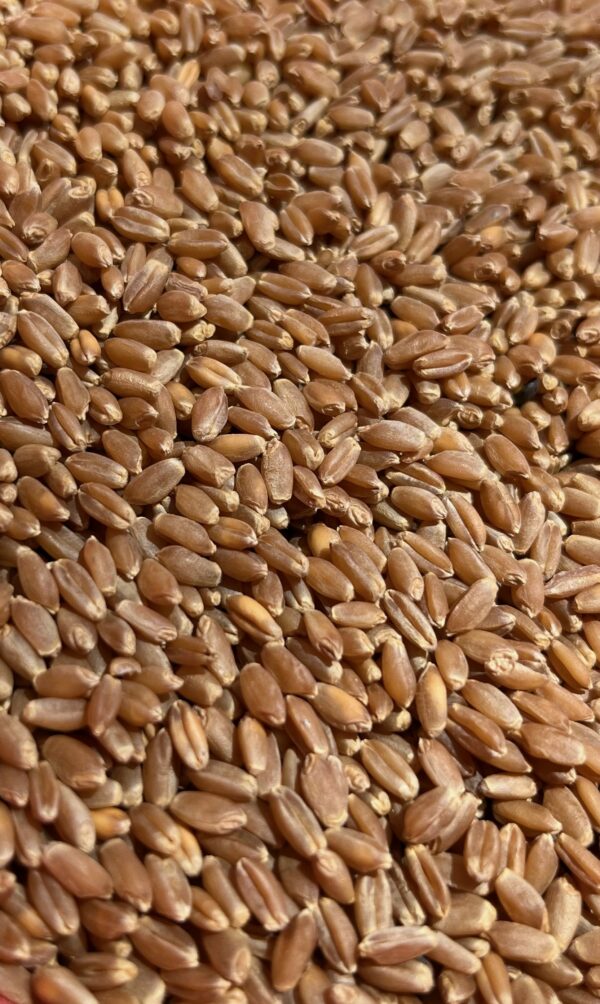 Yecora Rojo Wheat Berries