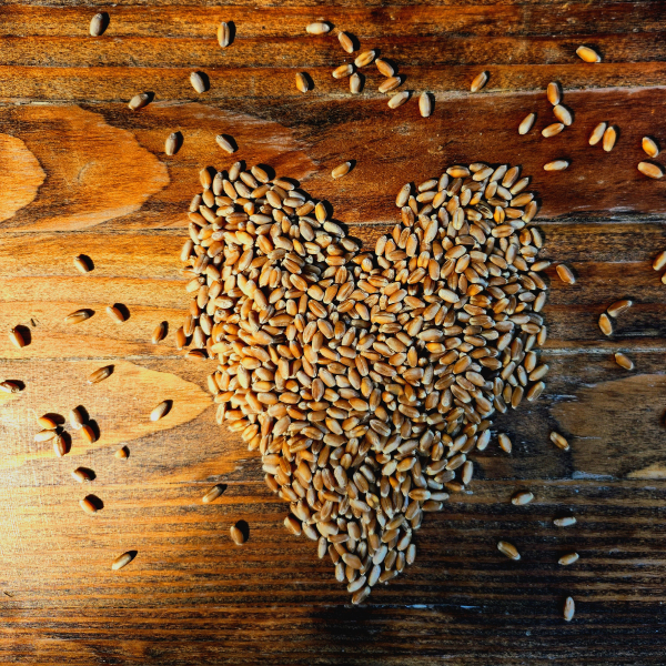 Earlybird Farm and Mill wheat grain forming a heart.